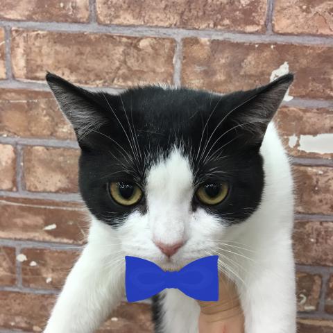 スコティッシュフォールド