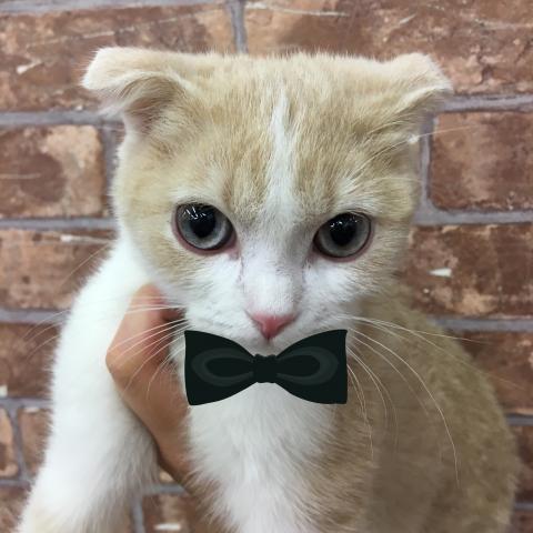 スコティッシュフォールド