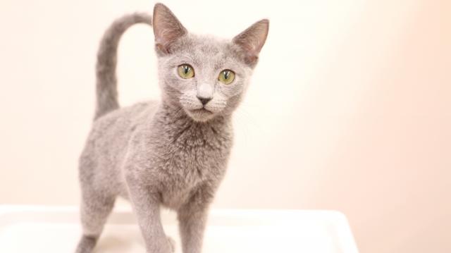 ロシアンブルー