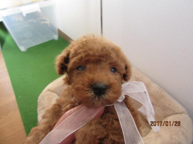 トイプードル