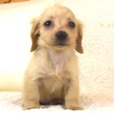 ミニチュアダックスフンド