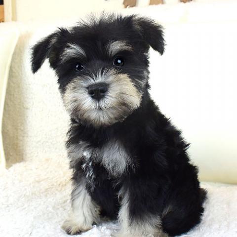 ミニチュアシュナウザー