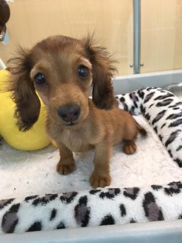 ディスワン相模大野店 神奈川県 子犬や子猫たちのペット販売情報が満載 ペットステーション