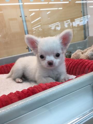 ディスワン相模大野店 神奈川県 子犬や子猫たちのペット販売情報が満載 ペットステーション