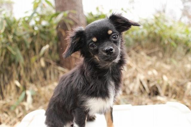 チワワ（ロングコート）