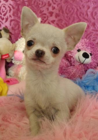 チワワ（スムースコート）