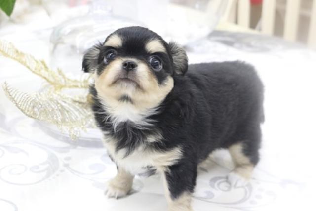 チワワ(ロングコート)