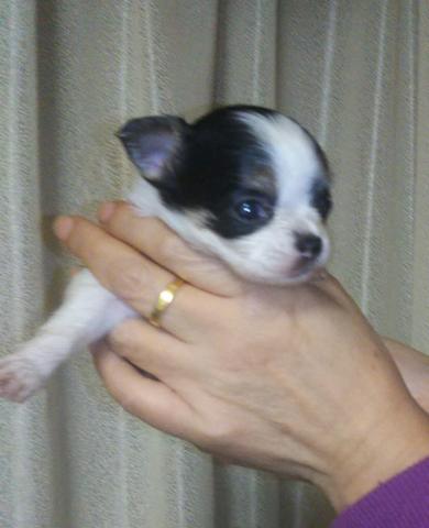 チワワ（ロングコート）