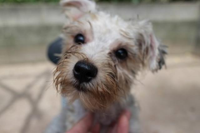 ヨークシャーテリア