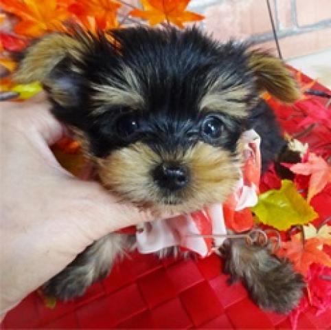 ヨークシャーテリア