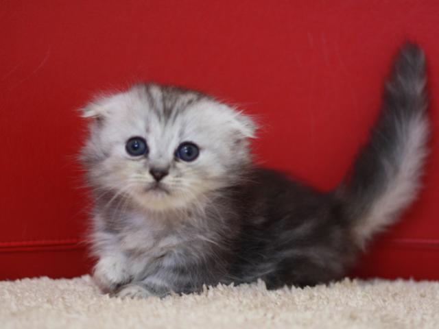 ミヌエット（旧ナポレオン）