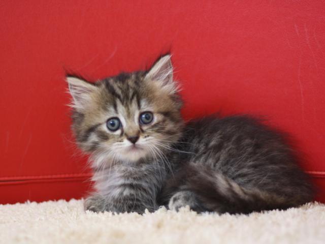 ミヌエット(旧ナポレオン)