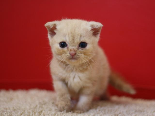 スコティッシュフォールド