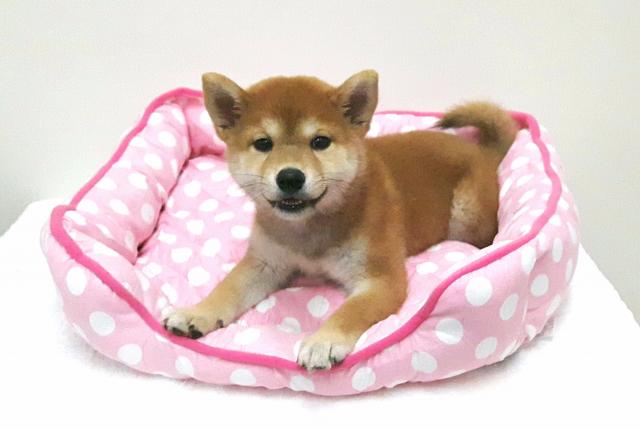 柴犬　☆もちもち