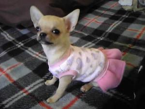 DEKOPPACHI ANGEL KENNEL チワワ専門ブリーダー