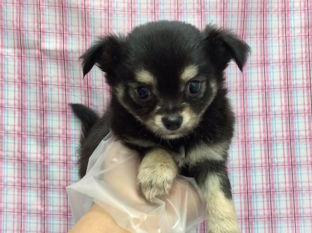 チワワ（ロングコート）