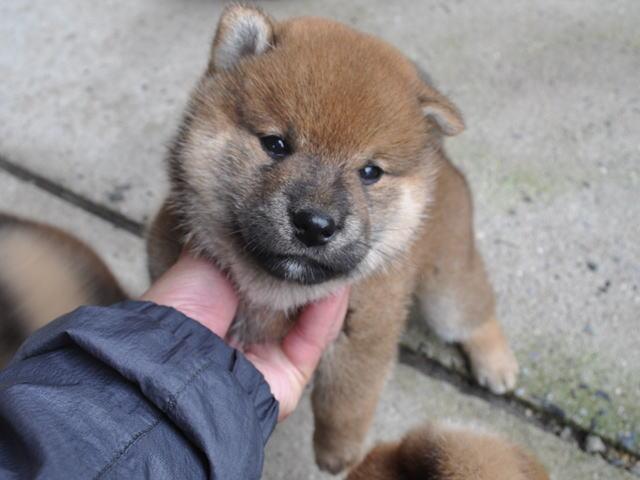 柴犬