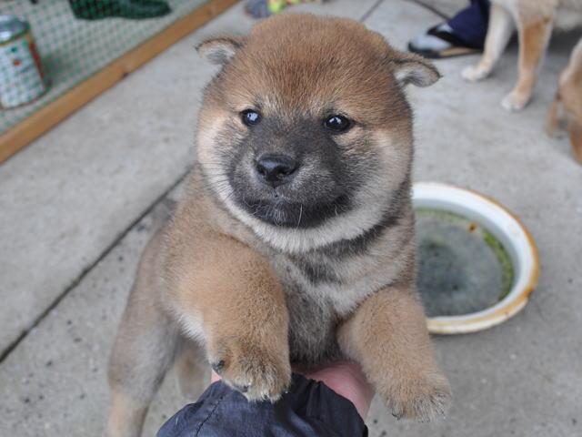 柴犬