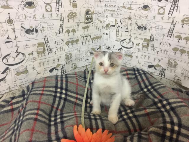 スコティッシュフォールド