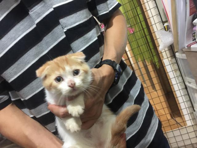 スコティッシュフォールド