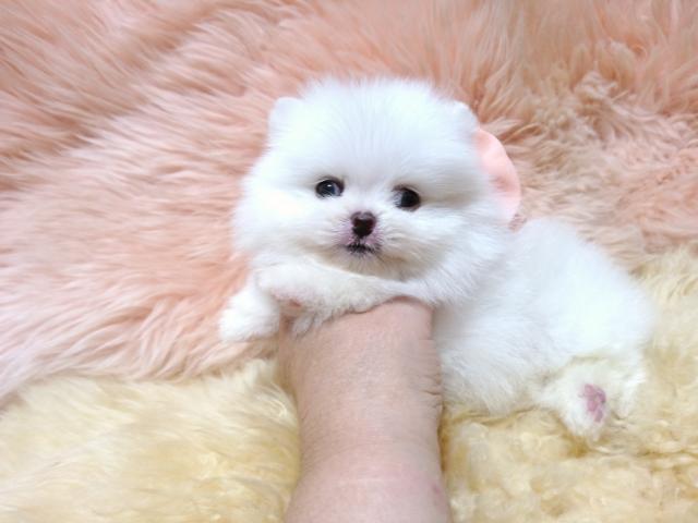 ポメラニアン
