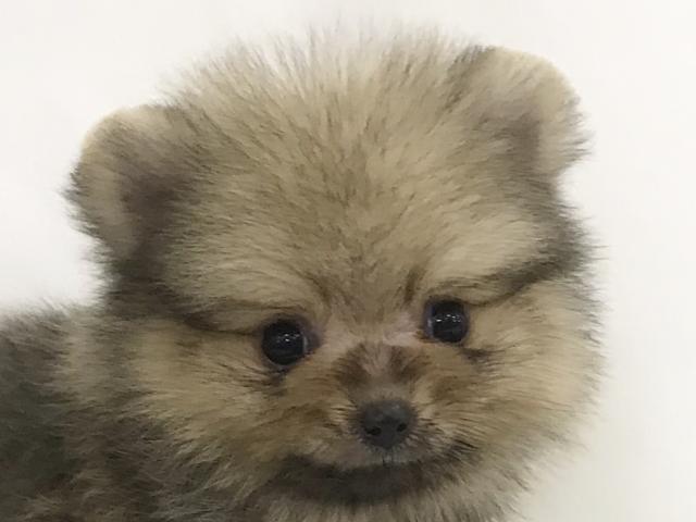 ポメラニアン