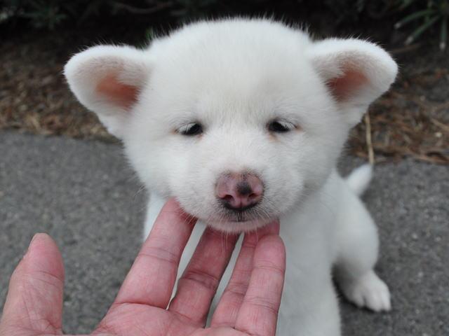秋田犬