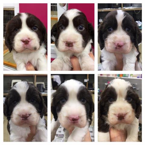 イングリッシュスプリンガースパニエル