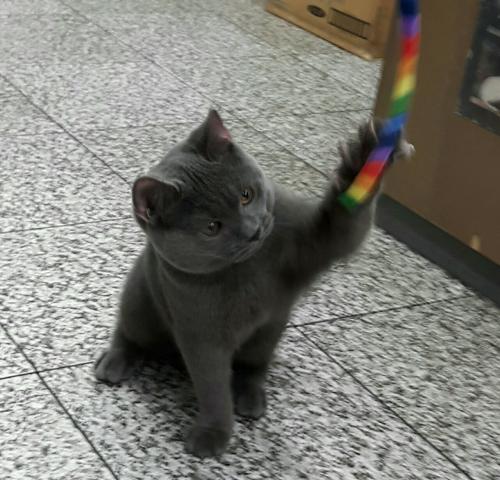 シャルトリュー