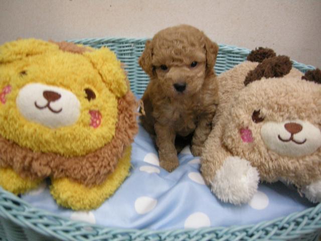 トイプードル