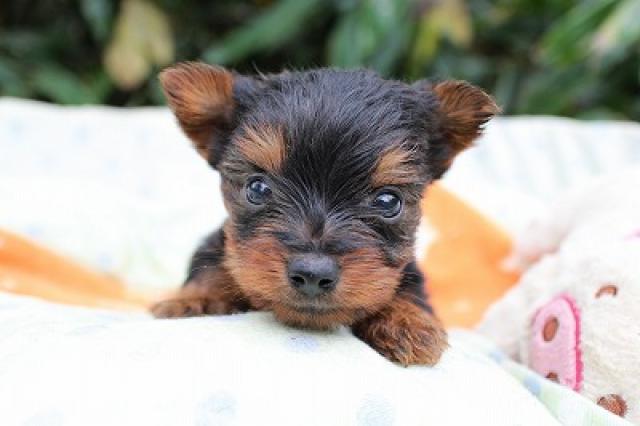 ヨークシャーテリア