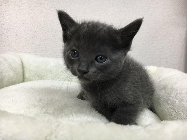 ロシアンブルー