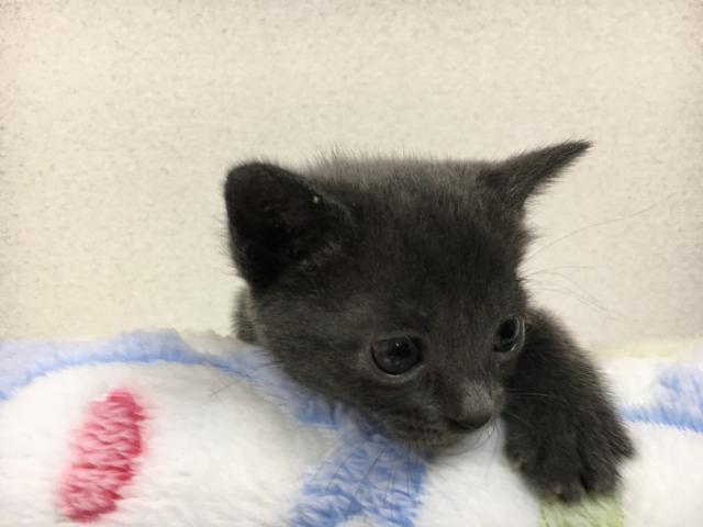 ロシアンブルー