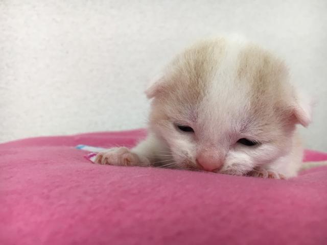 スコティッシュフォールド