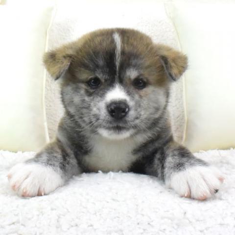秋田犬