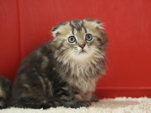 ミヌエット（旧ナポレオン）