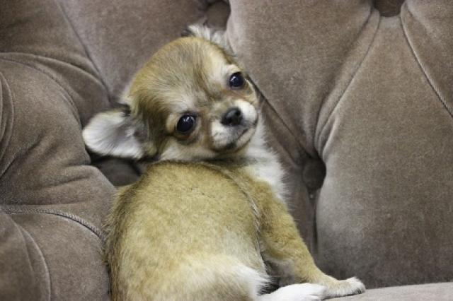 チワワ（ロングコート）