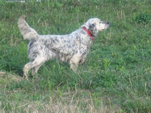 我犬舎の看板犬ベル　