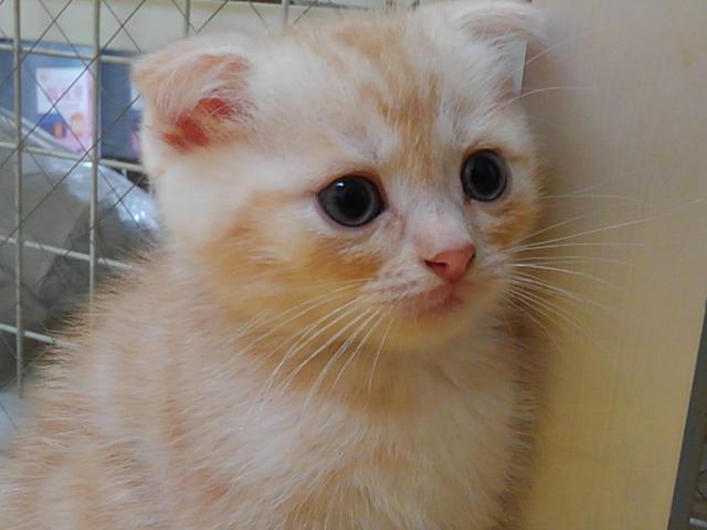 スコティッシュフォールド