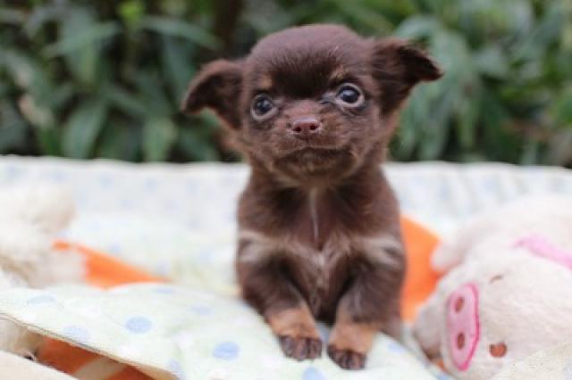 チワワ（ロングコート）