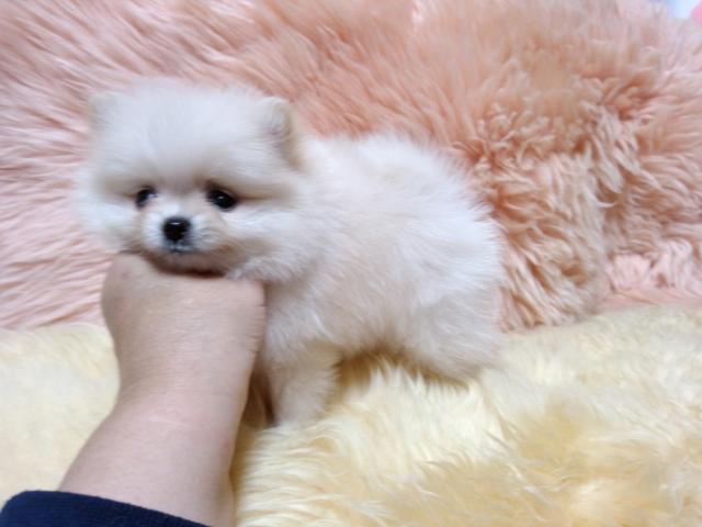ポメラニアン