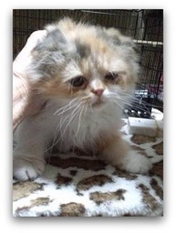 ミヌエット（旧ナポレオン）耳折れ ロング