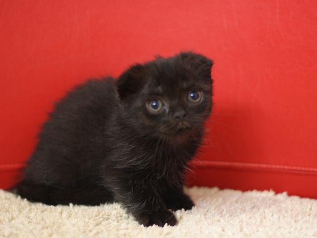 スコティッシュフォールド