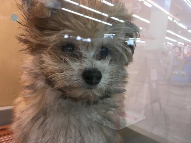 ディスワン相模大野店 神奈川県 子犬や子猫たちのペット販売情報が満載 ペットステーション