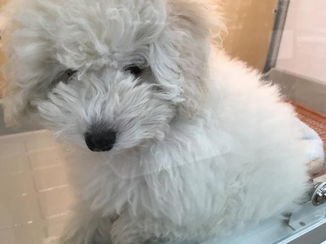 ディスワン相模大野店 神奈川県 子犬や子猫たちのペット販売情報が満載 ペットステーション