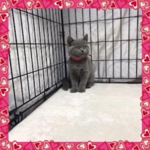 ブリティッシュショートヘア
