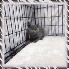ブリティッシュショートヘア【特別価格】