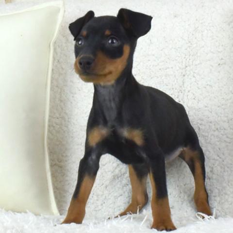 ミニチュアピンシャー