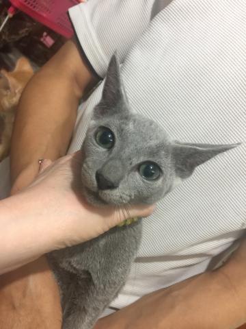 ロシアンブルー