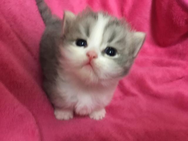 ミヌエット（旧ナポレオン）